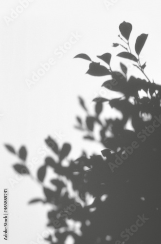 リアルな葉っぱの影を写した、シャドウアート