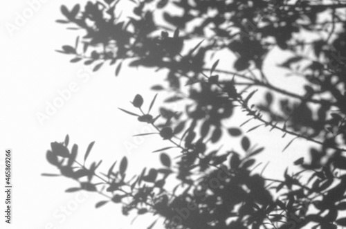 影を写したシャドウアート、オリーブの葉