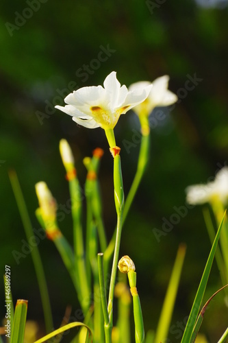 Moréia Branca 2 (Dietes Iridioides)