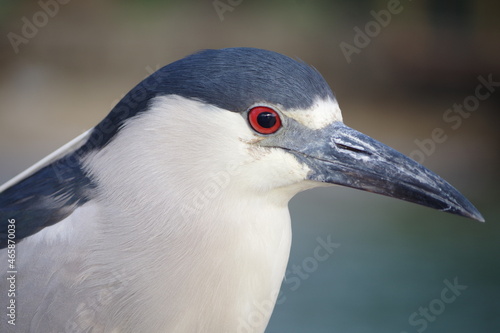 Perfil do Savacu ou Socó-Dorminhoco (Nycticorax nycticorax) em Ilha Bela