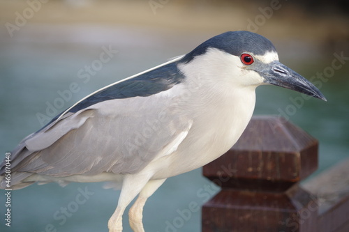 Savacu ou Socó-Dorminhoco (Nycticorax nycticorax) em Ilha Bela