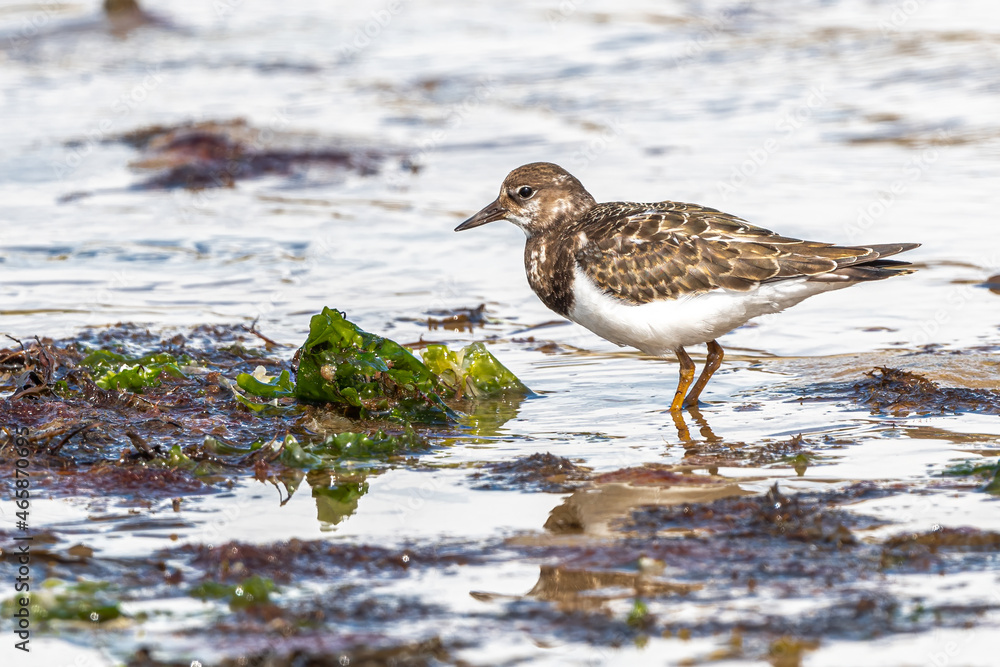 Ruddy Turnstone (Arenaria interpres) Searching for Food Ruddy Turnstone (Arenaria interpres) Searching for Food