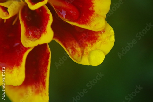Tagete-anã (Tagetes patula) 