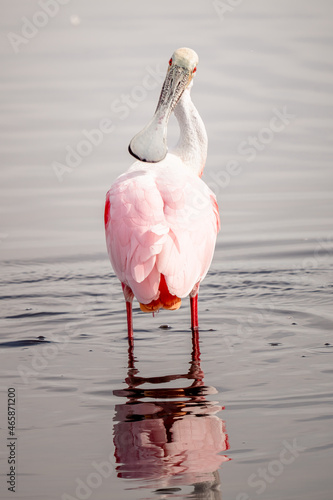 Canvas Print Vertical shot of a roseate spoonbill bird perched in a lake