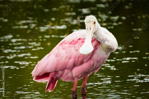 фотографія Roseate spoonbill bird perched near a green lake