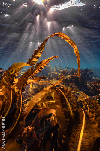 Fotografie Vertical shot of blades of kelp under the sunlight near the Shetland Islands, UK
