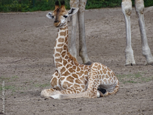 Closeup of a giraffe calf sitting on the ground. South Africa.