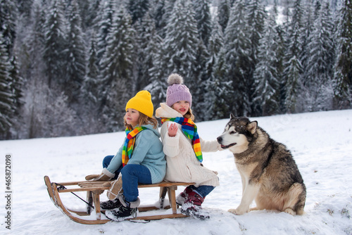 Children with husky dog on sleigh. Kids boy and girl plays outside in the snow. Winter, holiday and Christmas time.