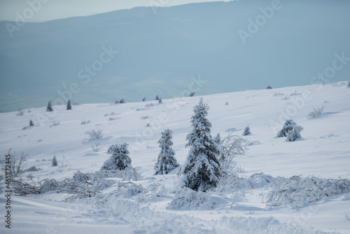 Winter landscape, wintry scene of frosty trees on snowy foggy background. Winter Christmas landscape with snow. New Year wallpaper. Winter Christmas landscape with snow. New Year wallpaper.