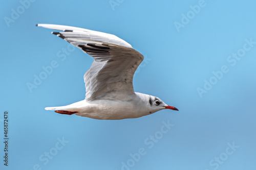 Black-headed Gull (Chroicocephalus ridibundus) in Fast Flight