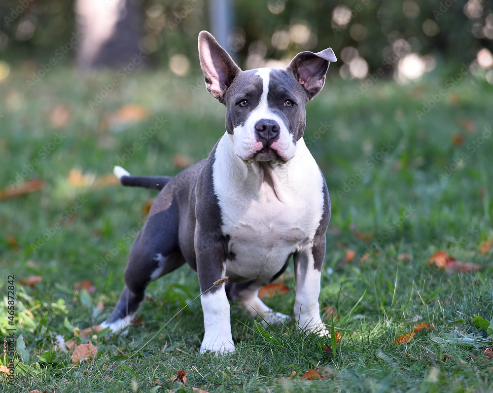 un perro american bully jugando en un parque