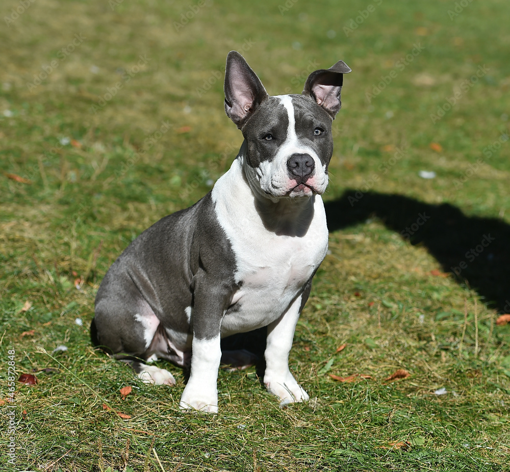 beautiful american  bully dog