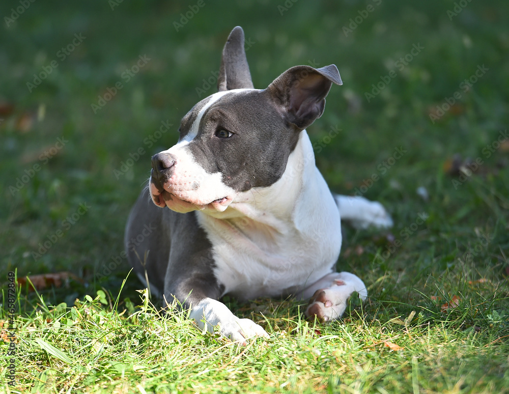 beautiful american  bully dog