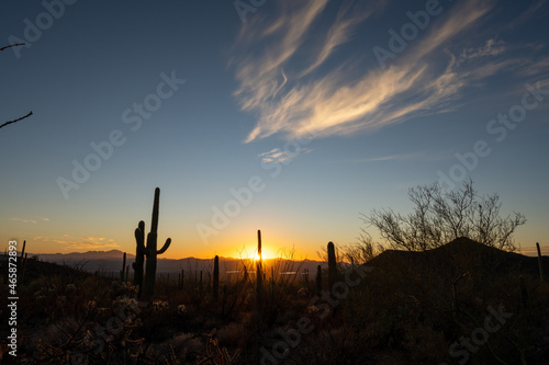 Whispy Cloud Over Saguaro Cacus At Sunset