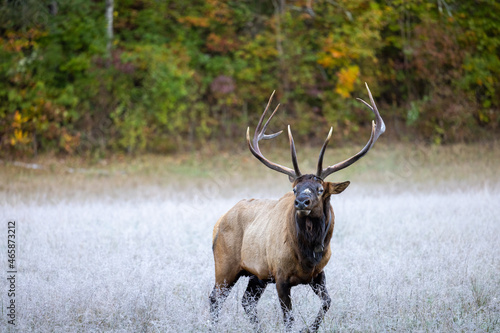 Elk in the Fall © Jim