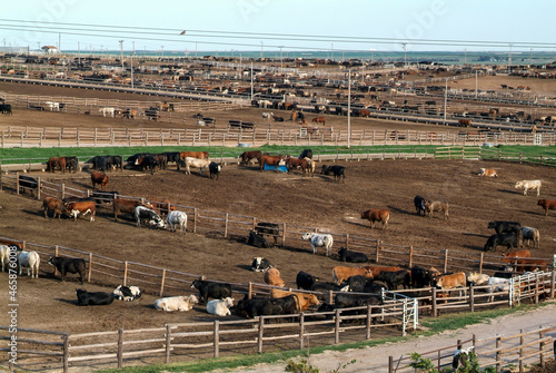 Huge cattle feed lot in Kansas photo