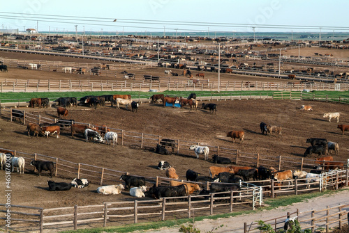 Huge cattle feed lot in Kansas