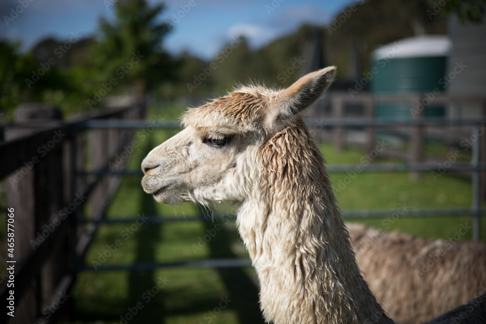 Obraz premium Alpacas
