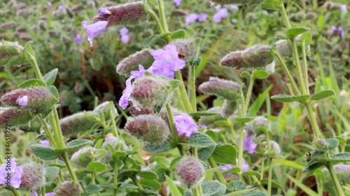 A Close up view of 'Neela Kurinji' or 'Purple heather' flowers which blooms once in 12 years during monsoon in Mandal Patti hills in Coorg, Karnataka, India.
 photo