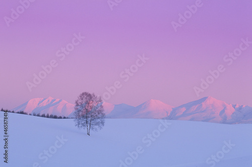 雪原と一本の木と十勝連峰の夕景, 美瑛町,北海道