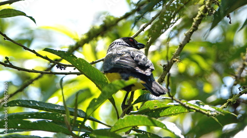 Hooded mountain tanager (Buthraupis montana) perched in a tree in Guango Lodge, outside of Papallacta, Ecuador photo