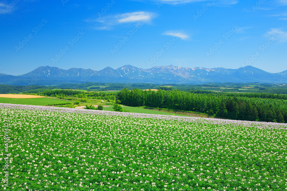 ジャガイモ畑と十勝連峰, 旭川市,北海道 ジャガイモ畑と十勝連峰, 旭川市,北海道