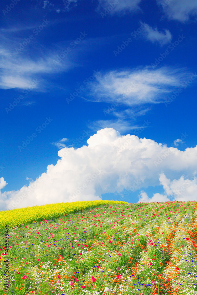 花畑と入道雲, 上富良野町,北海道 花畑と入道雲, 上富良野町,北海道