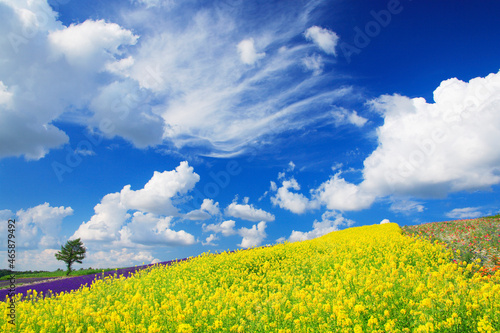 菜の花畑と木立, 上富良野町,北海道