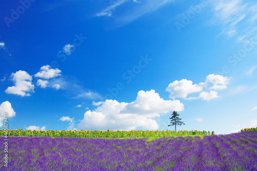 ラベンダー畑と木立, 上富良野町,北海道