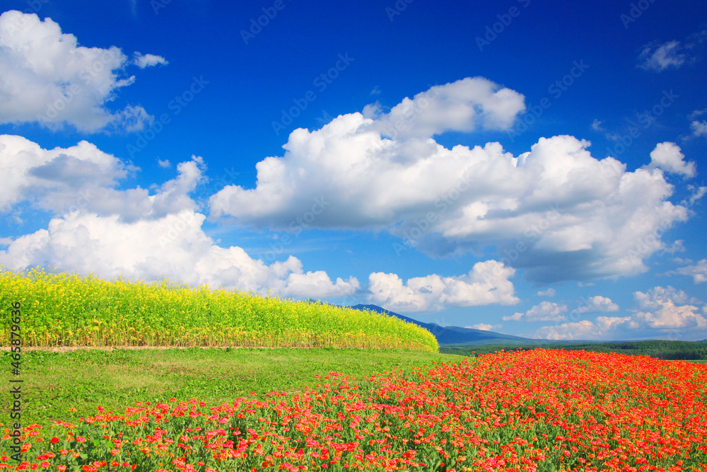 キンセンカと菜の花畑, 上富良野町,北海道 キンセンカと菜の花畑, 上富良野町,北海道