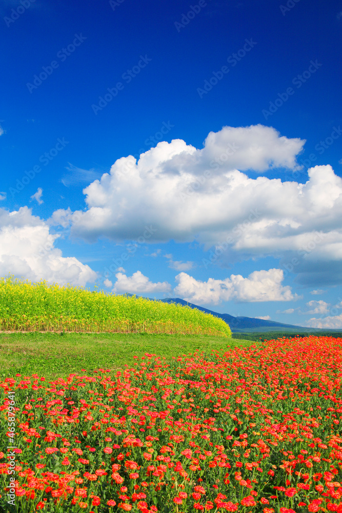 キンセンカと菜の花畑, 上富良野町,北海道 キンセンカと菜の花畑, 上富良野町,北海道