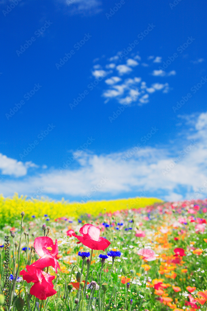 ポピーと菜の花畑, 上富良野町,北海道 ポピーと菜の花畑, 上富良野町,北海道