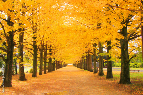 紅葉の銀杏並木と並木道, 昭島市,東京都 photo