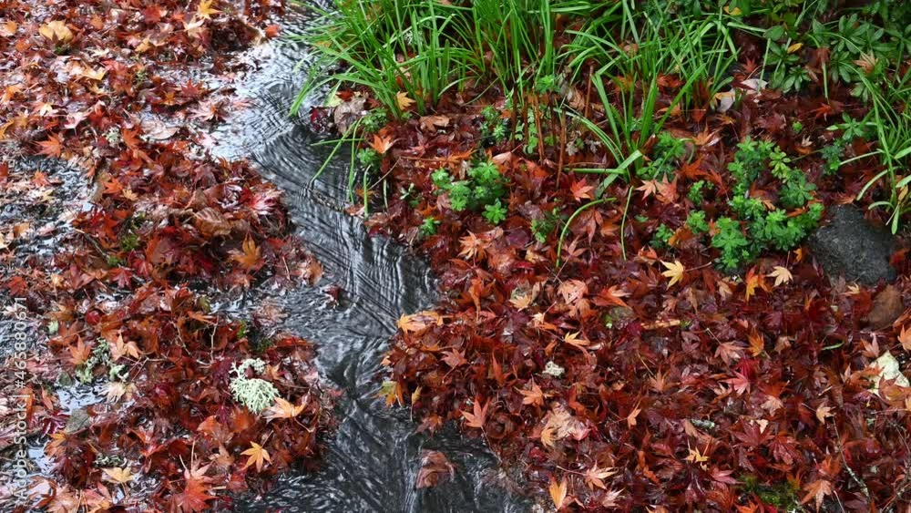 Closeup of rainwater running down a residential street gutter pushing dead maple leaves out of the way
Closeup of rainwater running down a residential street gutter pushing dead maple leaves out of the way