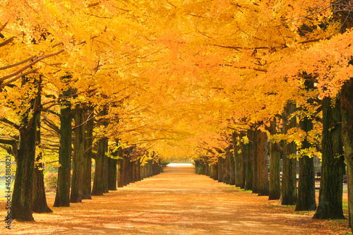 紅葉の銀杏並木と並木道, 昭島市,東京都