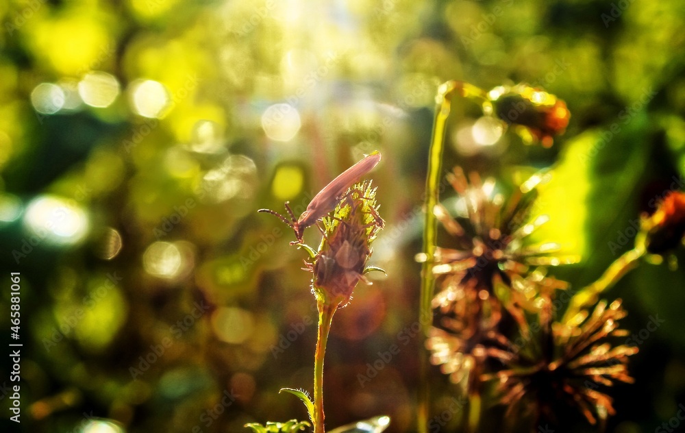 dragonfly on a flower