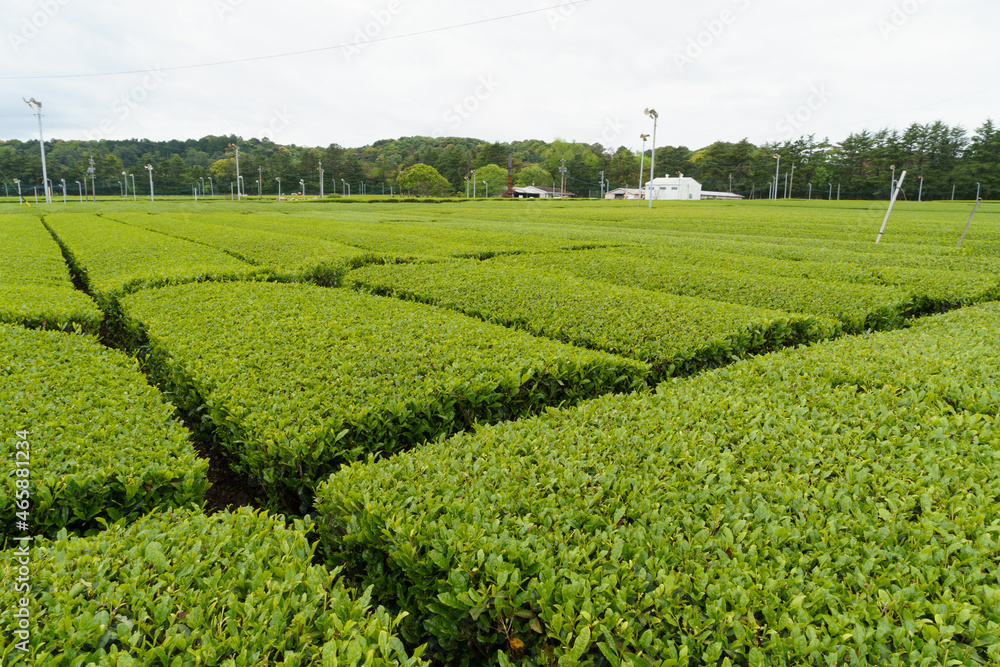 茶畑　茶葉　収穫　農地