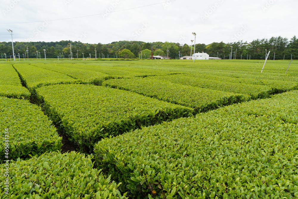 茶畑 茶葉 収穫 農地 茶畑 茶葉 収穫 農地
