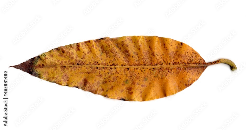 Fototapeta premium leaf isolated on white background