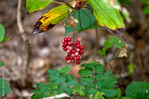 Bunchberries growing beside a hiking path in an Ontario Provincial Park. photo