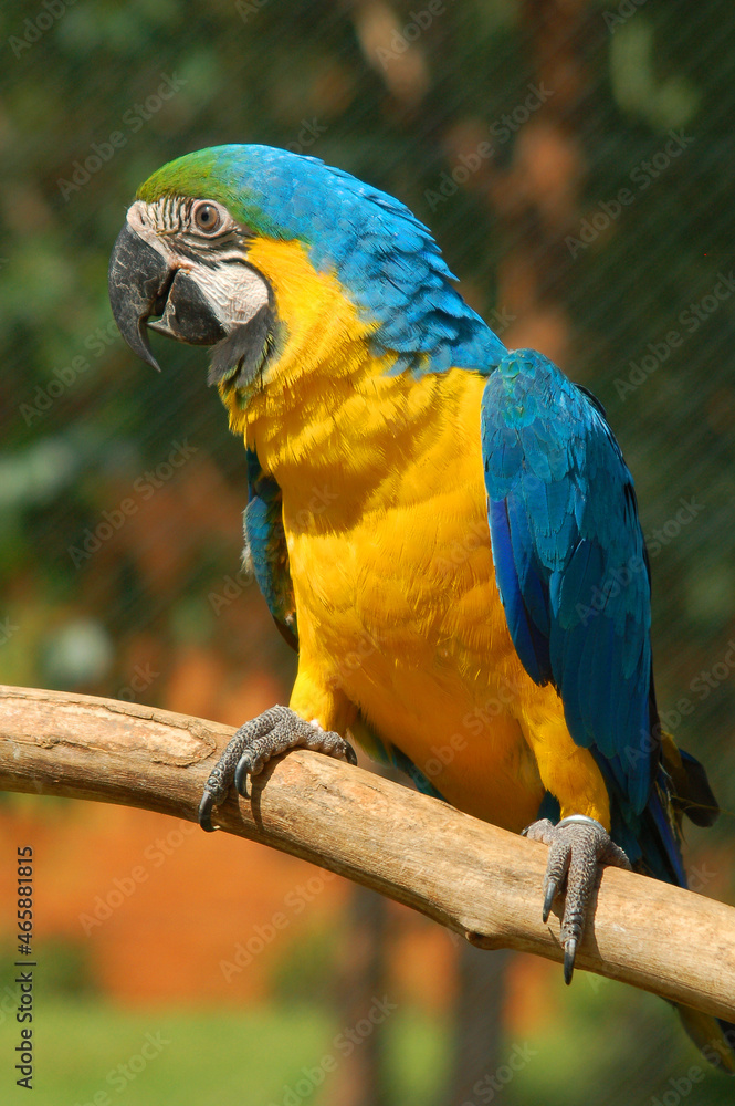 blue and yellow macaw, exotic bird, Brazilian fauna blue and yellow macaw, exotic bird, Brazilian fauna