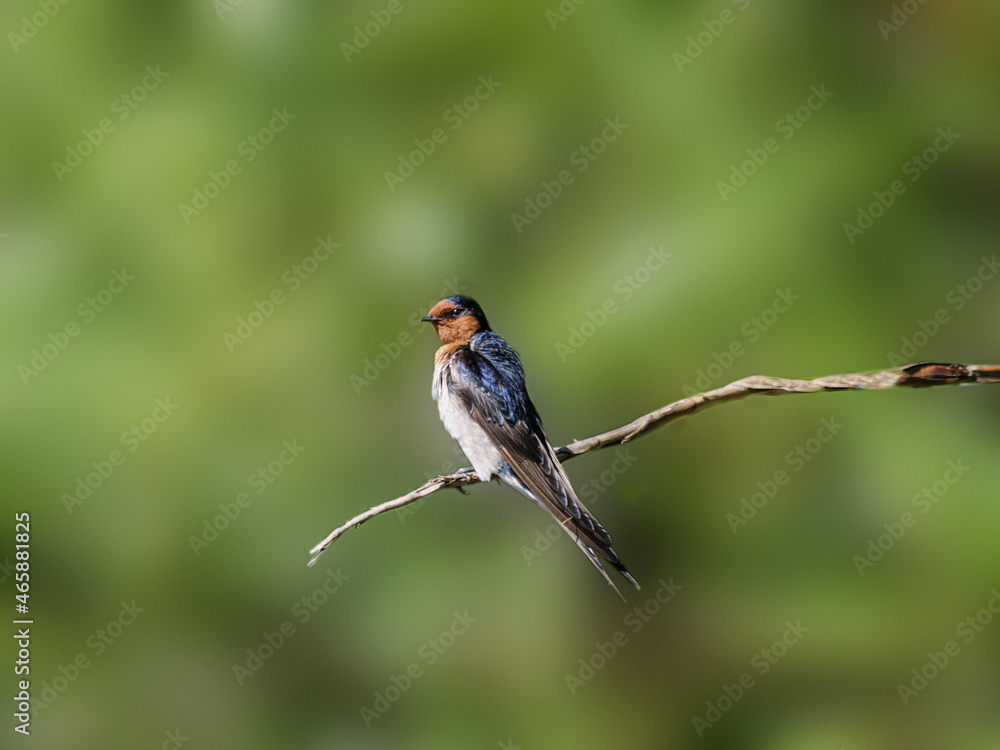 Fork Tailed Swallow