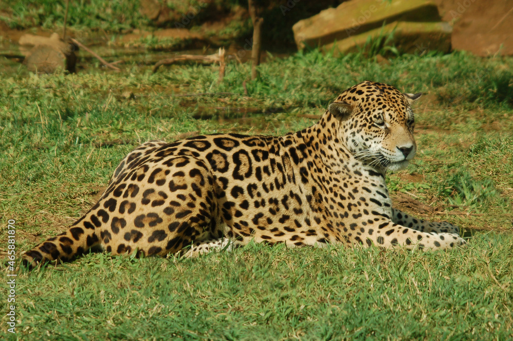 The jaguar (Panthera onca) is a large cat species and the only living member of the genus Panthera native to the Americas. The jaguar (Panthera onca) is a large cat species and the only living member of the genus Panthera native to the Americas.