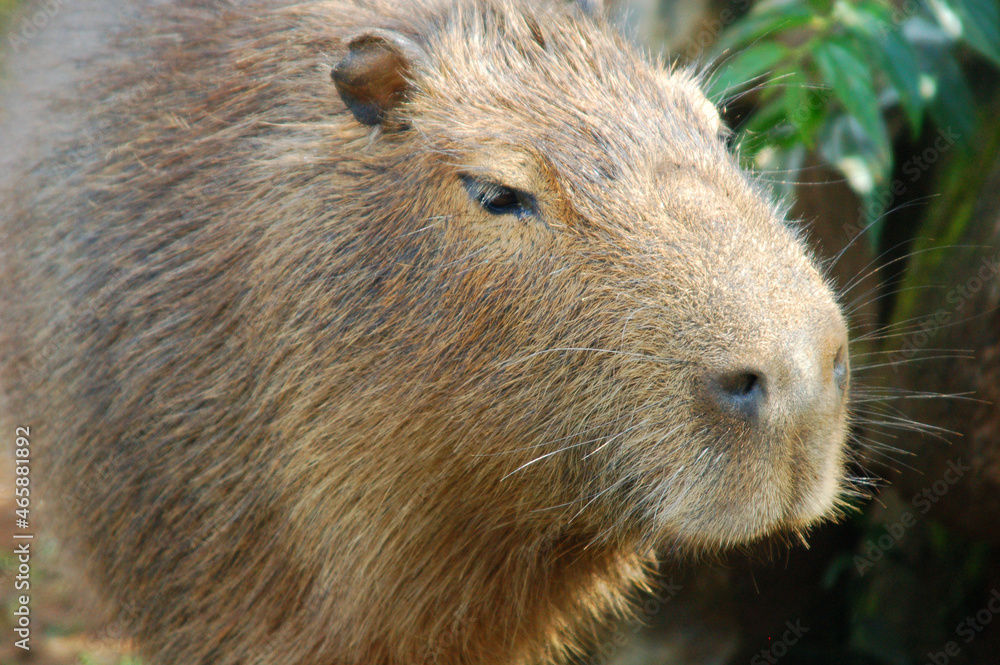 Capybara - Brazilian fauna animal Capybara - Brazilian fauna animal