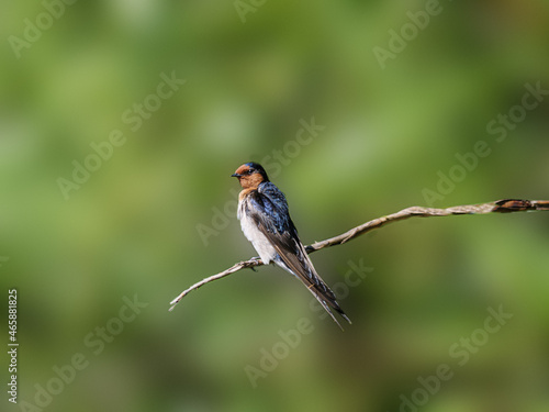 Fork Tailed Swallow © david hutchinson