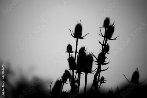 silhouette of a plant in black and white.
