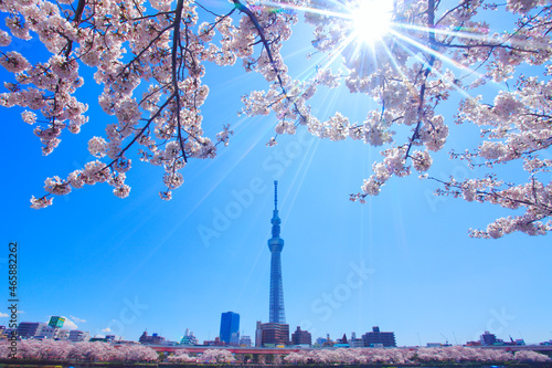 ソメイヨシノと東京スカイツリーと太陽の光芒, 台東区,東京都