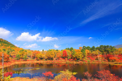 紅葉の樹林と一沼, 山ノ内町,下高井郡,長野県