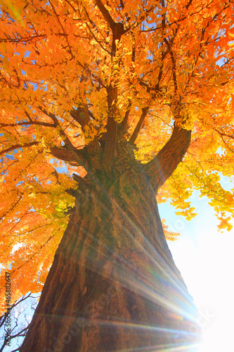 紅葉のイチョウの大木と木もれ日の光芒, 上田市,長野県