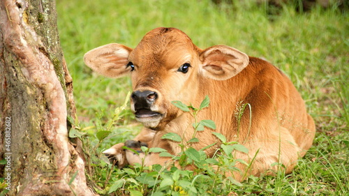 Brown calf on a farm in the Intag Valley, outside of Apuela, Ecuador